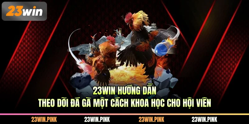 23WIN hướng dẫn theo dõi đá gà một cách khoa học cho hội viên